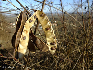 <i>Robinia pseudoacacia</i> L., 1753 © Y. Martin
