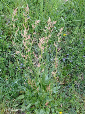 <i>Rumex acetosa</i> L., 1753 [nom. et typ. cons.] © 