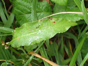 <i>Rumex conglomeratus</i> Murray, 1770 © 