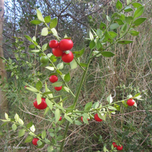 <i>Ruscus aculeatus</i> L., 1753 © P. Rouveyrol