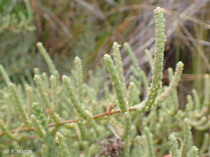 <i>Salicornia fruticosa</i> (L.) L., 1762 © 