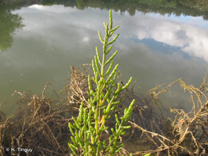 <i>Salicornia perennis</i> Mill., 1768 © H. Tinguy