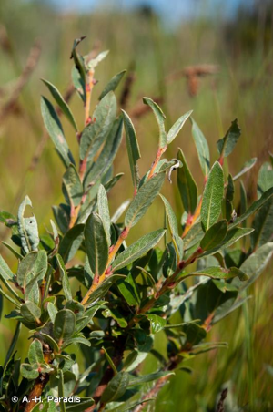 <i>Salix repens</i> L., 1753 © A.-H. Paradis