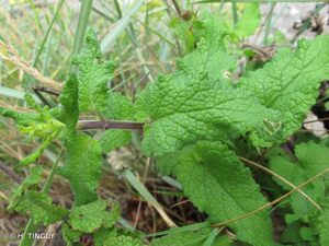 <i>Scrophularia scorodonia</i> L., 1753 © H. TINGUY