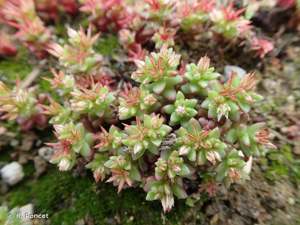 <i>Sedum cespitosum</i> (Cav.) DC., 1828 © R. Poncet