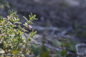 <i>Teucrium scordium</i> L., 1753 © E. VALLEZ / CBNSA