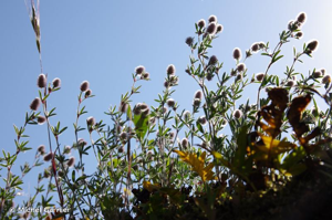 <i>Trifolium arvense</i> L., 1753 © Michel Garnier