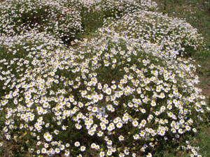 <i>Tripleurospermum maritimum</i> (L.) W.D.J.Koch, 1847 © J. Thévenot