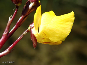 <i>Utricularia vulgaris</i> L., 1753 © H. TINGUY