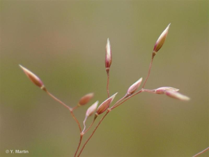 <i>Agrostis capillaris </i>L., 1753 var.<i> capillaris</i> © 