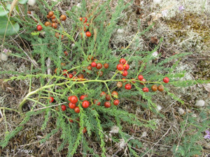 <i>Asparagus officinalis </i>subsp.<i> prostratus</i> (Dumort.) Corb., 1894 © H. Tinguy