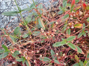 <i>Cuscuta epithymum </i>(L.) L., 1774 subsp.<i> epithymum</i> © 