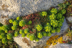 <i>Euphorbia segetalis </i>subsp.<i> portlandica</i> (L.) Litard., 1936 © P. Gourdain