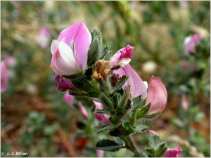 <i>Ononis spinosa </i>subsp.<i> procurrens</i> (Wallr.) Briq., 1913 © 