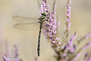 <i>Cordulegaster boltonii boltonii</i> (Donovan, 1807) © Ph. Flammant