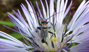 <i>Calocoris nemoralis</i> (Fabricius, 1787) © F. Michalke