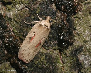 <i>Agonopterix ocellana</i> (Fabricius, 1775) © J. Lamoline