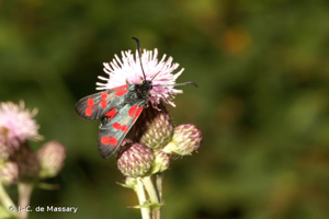 <i>Zygaena filipendulae</i> (Linnaeus, 1758) © J.-C. de Massary