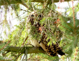 <i>Asio flammeus</i> (Pontoppidan, 1763) © S. Wroza