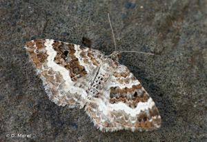 <i>Epirrhoe alternata</i> (O.F. Müller, 1764) © D. Morel