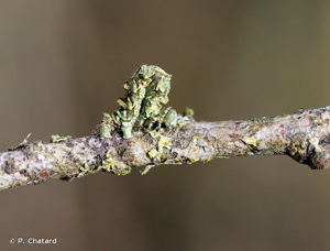 <i>Cleorodes lichenaria</i> (Hufnagel, 1767) © P. Chatard