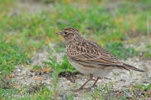 <i>Alauda arvensis</i> Linnaeus, 1758 © J.P. Siblet