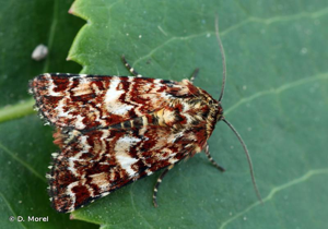 <i>Anarta myrtilli</i> (Linnaeus, 1761) © D. Morel