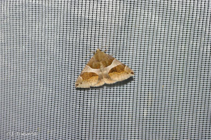 <i>Dysgonia algira</i> (Linnaeus, 1767) © J. Thevenot