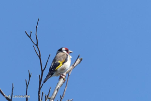 Chardonneret élégant © A. Lacoeuilhe