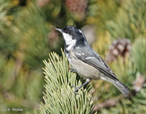 <i>Periparus ater</i> (Linnaeus, 1758) © S. Wroza