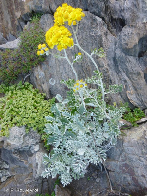 <i>Jacobaea maritima</i> (L.) Pelser & Meijden, 2005 © P. Rouveyrol