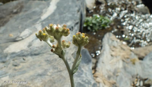 <i>Laphangium luteoalbum</i> (L.) Tzvelev, 1994 © F. Michalke