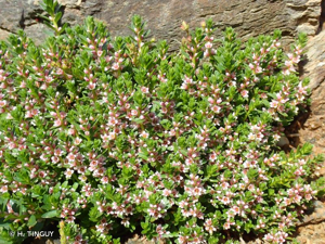 <i>Lysimachia maritima</i> (L.) Galasso, Banfi & Soldano, 2005 © H. TINGUY
