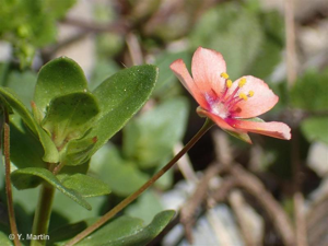 <i>Lysimachia arvensis </i>(L.) U.Manns & Anderb., 2009 subsp.<i> arvensis</i> © 