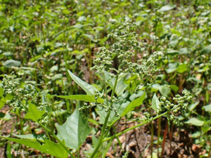 <i>Chenopodiastrum hybridum</i> (L.) S.Fuentes, Uotila & Borsch, 2012 © 