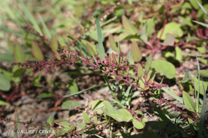 <i>Lipandra polysperma</i> (L.) S.Fuentes, Uotila & Borsch, 2012 © E. VALLEZ / CBNSA