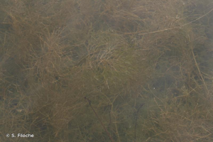 <i>Stuckenia pectinata</i> (L.) Börner, 1912 © S. Filoche