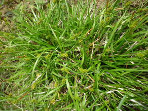 <i>Carex demissa</i> Hornem., 1806 © P. Gourdain