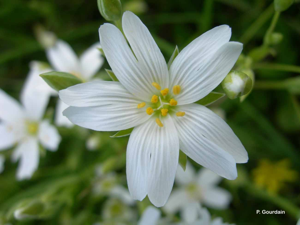 <i>Rabelera holostea</i> (L.) M.T.Sharples & E.A.Tripp, 2019 © P. Gourdain