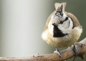 Mésange huppée © J. LAIGNEL