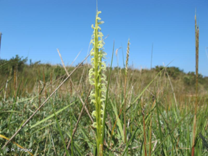 <i>Sporobolus </i>x<i> townsendii</i> (H.Groves & J.Groves) P.M.Peterson & Saarela, 2014 © H. Tinguy