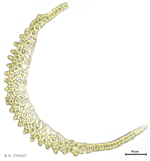 <i>Campylopus introflexus</i> (Hedw.) Brid., 1819 © H. TINGUY