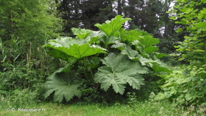 <i>Gunnera manicata</i> Linden & André, 1873 © O. Roquinarc'h