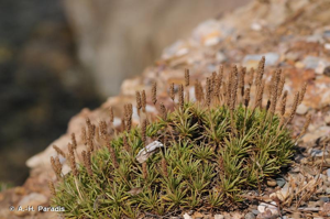 <i>Plantago subulata</i> L., 1753 © A.-H. Paradis