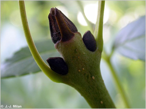 <i>Fraxinus angustifolia </i>subsp.<i> oxycarpa</i> (M.Bieb. ex Willd.) Franco & Rocha Afonso, 1971 © 