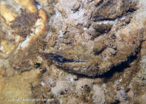 <i>Mytilopsis leucophaeata</i> (Conrad, 1831) © V. Prié - Association Caracol