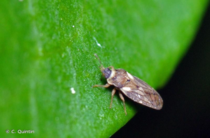 <i>Piesma capitatum</i> (Wolff, 1804) © C. Quintin