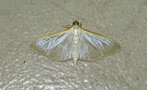 <i>Palpita vitrealis</i> (Rossi, 1794) © J. Piolain LPR Corse - MNHN, CdC, OFB