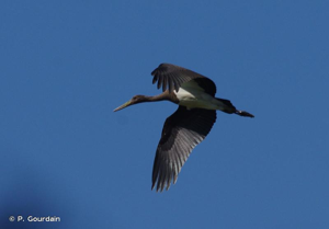 Cigogne noire © Philippe GOURDAIN