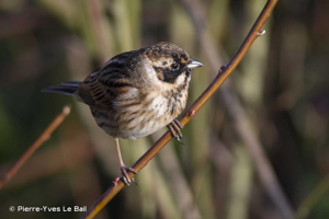 Bruant des roseaux © P. Gourdain